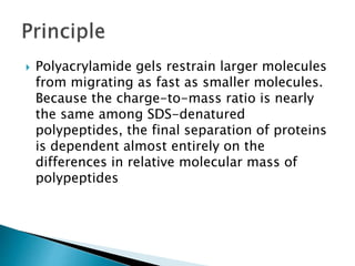  Polyacrylamide gels restrain larger molecules
from migrating as fast as smaller molecules.
Because the charge-to-mass ratio is nearly
the same among SDS-denatured
polypeptides, the final separation of proteins
is dependent almost entirely on the
differences in relative molecular mass of
polypeptides
 