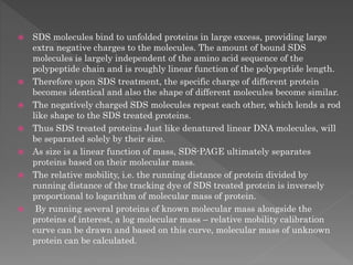 SDS molecules bind to unfolded proteins in large excess, providing large
extra negative charges to the molecules. The amount of bound SDS
molecules is largely independent of the amino acid sequence of the
polypeptide chain and is roughly linear function of the polypeptide length.
 Therefore upon SDS treatment, the specific charge of different protein
becomes identical and also the shape of different molecules become similar.
 The negatively charged SDS molecules repeat each other, which lends a rod
like shape to the SDS treated proteins.
 Thus SDS treated proteins Just like denatured linear DNA molecules, will
be separated solely by their size.
 As size is a linear function of mass, SDS-PAGE ultimately separates
proteins based on their molecular mass.
 The relative mobility, i.e. the running distance of protein divided by
running distance of the tracking dye of SDS treated protein is inversely
proportional to logarithm of molecular mass of protein.
 By running several proteins of known molecular mass alongside the
proteins of interest, a log molecular mass – relative mobility calibration
curve can be drawn and based on this curve, molecular mass of unknown
protein can be calculated.
 