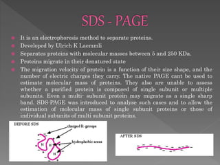  It is an electrophoresis method to separate proteins.
 Developed by Ulrich K Laemmli
 Separates proteins with molecular masses between 5 and 250 KDa.
 Proteins migrate in their denatured state
 The migration velocity of protein is a function of their size shape, and the
number of electric charges they carry. The native PAGE cant be used to
estimate molecular mass of proteins. They also are unable to assess
whether a purified protein is composed of single subunit or multiple
subunits. Even a multi- subunit protein may migrate as a single sharp
band. SDS-PAGE was introduced to analyse such cases and to allow the
estimation of molecular mass of single subunit proteins or those of
individual subunits of multi subunit proteins.
 
