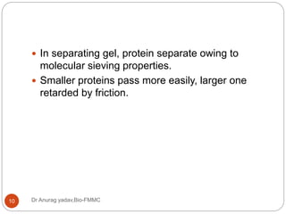 Dr Anurag yadav,Bio-FMMC10
 In separating gel, protein separate owing to
molecular sieving properties.
 Smaller proteins pass more easily, larger one
retarded by friction.
 