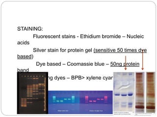 STAINING:
Fluorescent stains - Ethidium bromide – Nucleic
acids
Silver stain for protein gel (sensitive 50 times dye
based)
Dye based – Coomassie blue – 50ng protein
band
Tracking dyes – BPB> xylene cyanol, Orange G
 