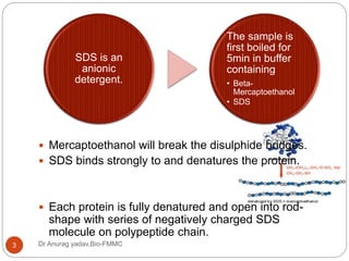 Dr Anurag yadav,Bio-FMMC3
 Mercaptoethanol will break the disulphide bridges.
 SDS binds strongly to and denatures the protein.
 Each protein is fully denatured and open into rod-
shape with series of negatively charged SDS
molecule on polypeptide chain.
SDS is an
anionic
detergent.
The sample is
first boiled for
5min in buffer
containing
• Beta-
Mercaptoethanol
• SDS
 