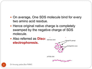 Dr Anurag yadav,Bio-FMMC4
 On average, One SDS molecule bind for every
two amino acid residue.
 Hence original native charge is completely
swamped by the negative charge of SDS
molecule.
 Also referred as Discontinuous gel
electrophoresis.
 