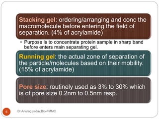 Dr Anurag yadav,Bio-FMMC6
Stacking gel: ordering/arranging and conc the
macromolecule before entering the field of
separation. (4% of acrylamide)
• Purpose is to concentrate protein sample in sharp band
before enters main separating gel.
Running gel: the actual zone of separation of
the particle/molecules based on their mobility.
(15% of acrylamide)
Pore size: routinely used as 3% to 30% which
is of pore size 0.2nm to 0.5nm resp.
 