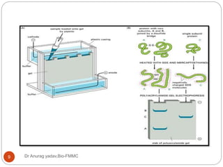 Dr Anurag yadav,Bio-FMMC9
 