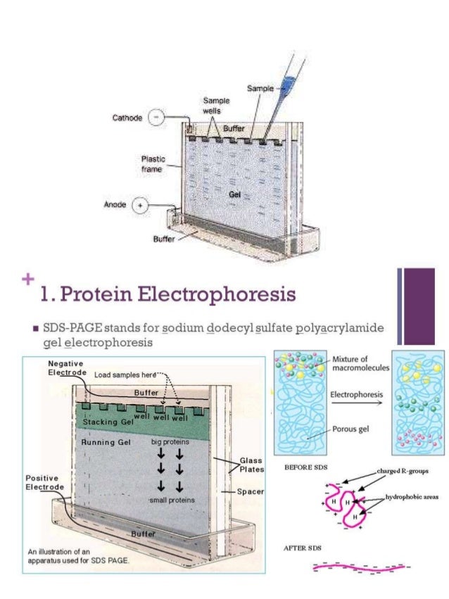 sds gel electrophoresis
