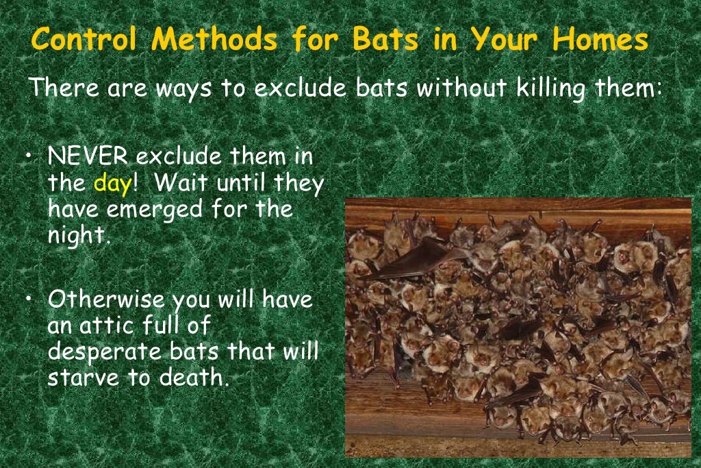 SDS Episode2 The Habitat Requirements of Pacific Northwest Bats