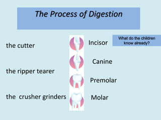 Digester Grinder Sd session 2 digestion & assessment (inc vocab and misconceptions) | PPT