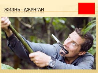 ЖИЗНЬ - ДЖУНГЛИ
 