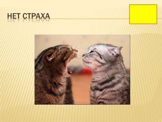 НЕТ СТРАХА
 