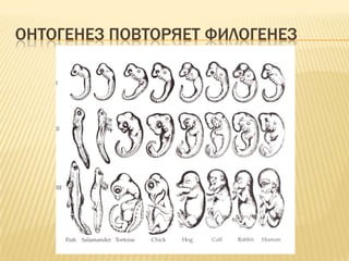 ОНТОГЕНЕЗ ПОВТОРЯЕТ ФИЛОГЕНЕЗ
 