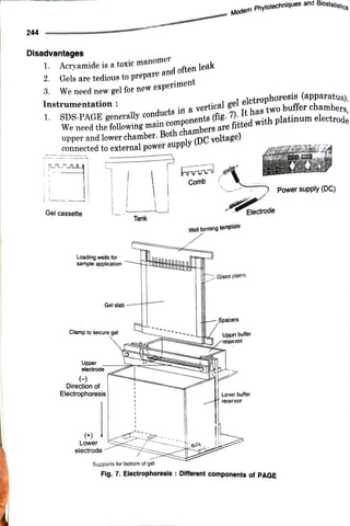 244
Disadvantages
1. Acryamide is atoxic manomer
2. Gels are tedious to prepareand oftenleak
3. We need new gel for new
experiment
Instrumentation :
1 SDS-PAGE generallyconductsin a vertical gel
elctrophoresis(apparatus).
We need the following main
components(fig. 7). Ithastwobuffer
chambers,
upper and lower chamber. Bothchambersarefitted with platinum electrode
connected to external powersúpply(DCvoltage)
Gel cassette
Loading wells for
sample application
Clamp to secure gel
Upper
electrode
Gel slab
(
Direction of
Electrophoresis
(+)
Lower
electrode
Tank
Supports for bottom of get
Modern
Phhytotechniques and
Biostatistics
hrrn
Comb
Wellforming termplale
Glass plates
Spacers
Electrode
Upper buffer
reservoir
Lover buffer
reservoir
Fig. 7. Electrophoresis : Different components of PAGE
Power supply (DC)
 