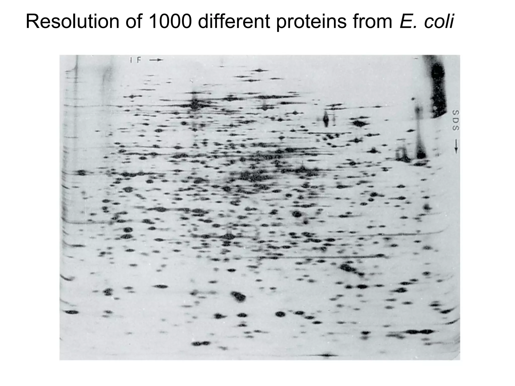 Resolution of 1000 different proteins from E. coli 
 