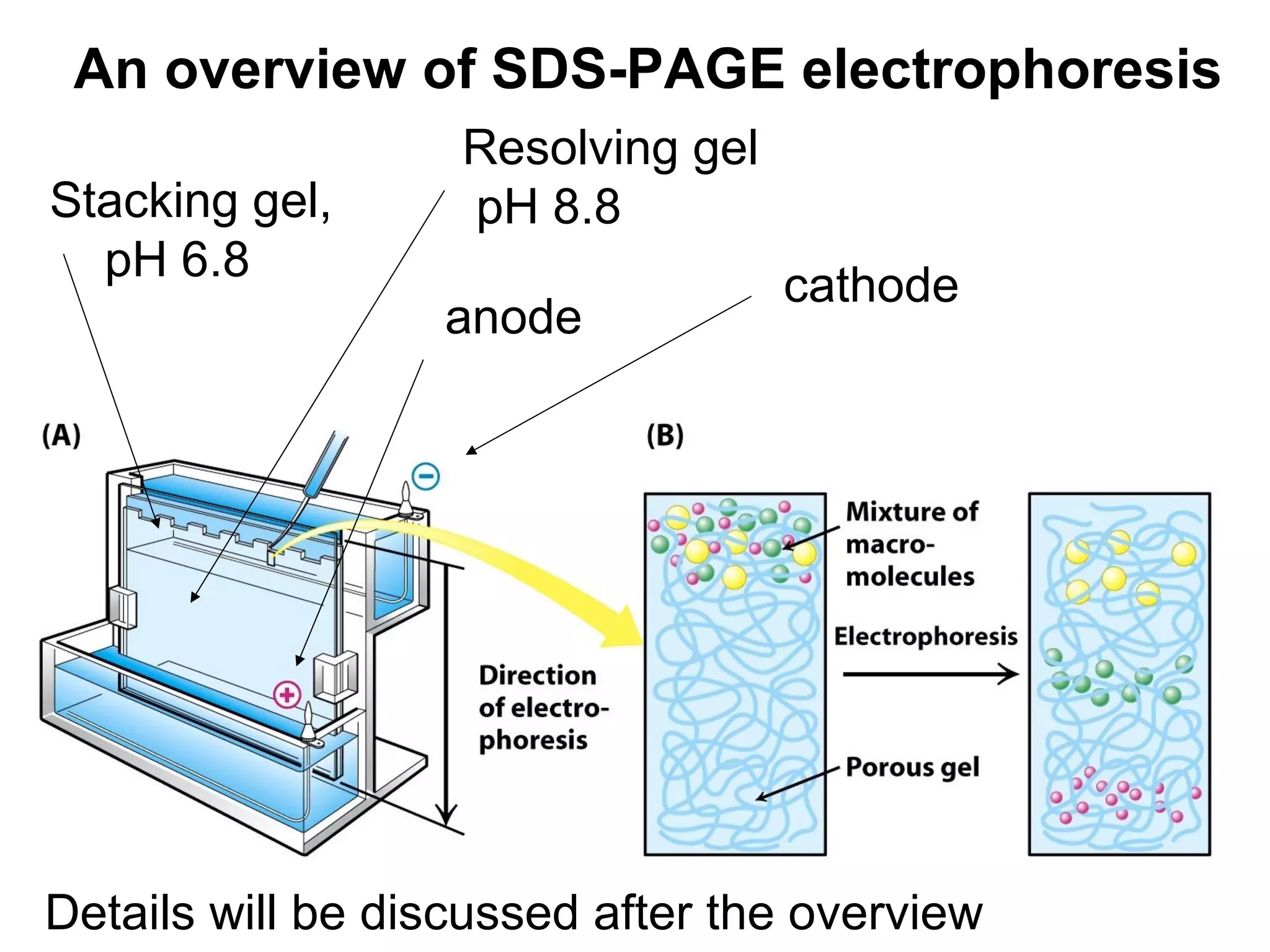 An overview of SDS-PAGE electrophoresis 
Stacking gel, 
pH 6.8 
Resolving gel 
pH 8.8 
anode cathode 
Details will be discussed after the overview 
 