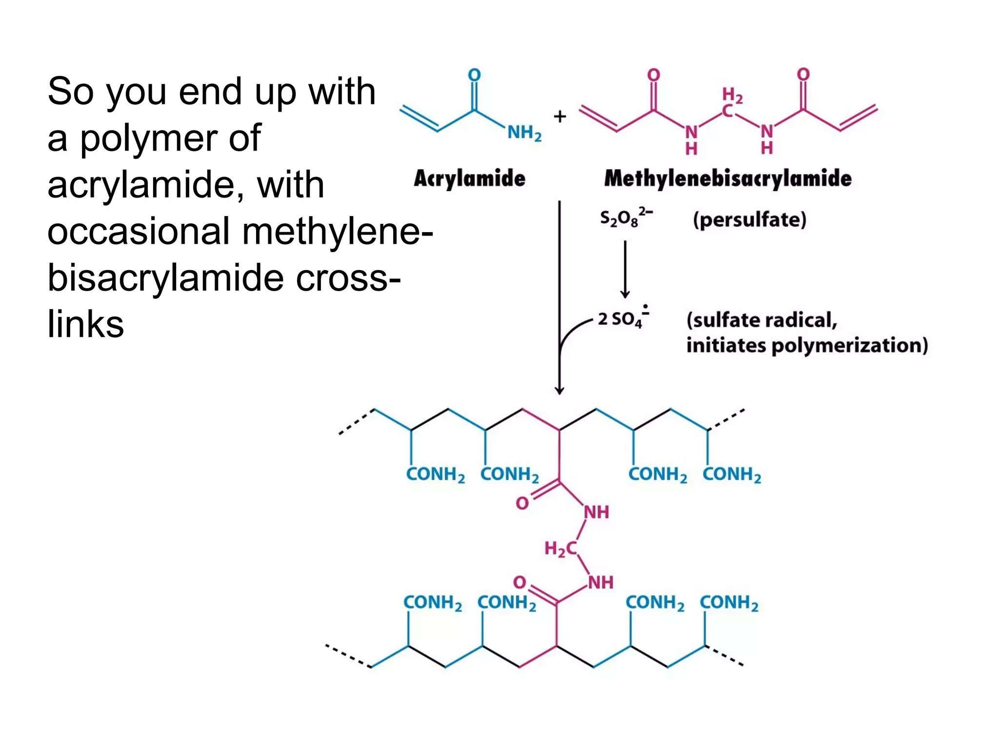 So you end up with 
a polymer of 
acrylamide, with 
occasional methylene-bisacrylamide 
cross-links 
 