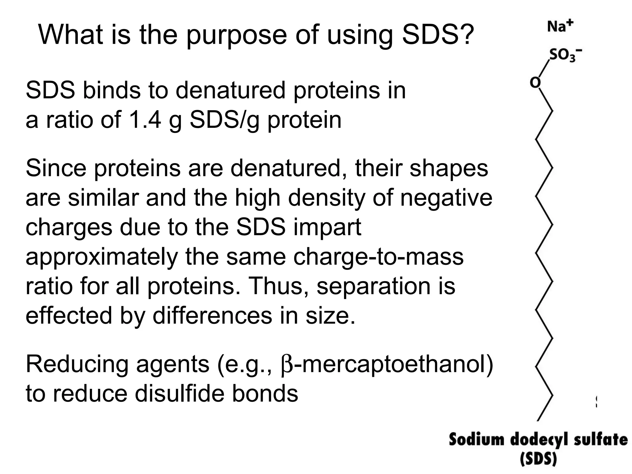 What is the purpose of using SDS? 
SDS binds to denatured proteins in 
a ratio of 1.4 g SDS/g protein 
Since proteins are denatured, their shapes 
are similar and the high density of negative 
charges due to the SDS impart 
approximately the same charge-to-mass 
ratio for all proteins. Thus, separation is 
effected by differences in size. 
Reducing agents (e.g., b-mercaptoethanol) 
to reduce disulfide bonds 
 
