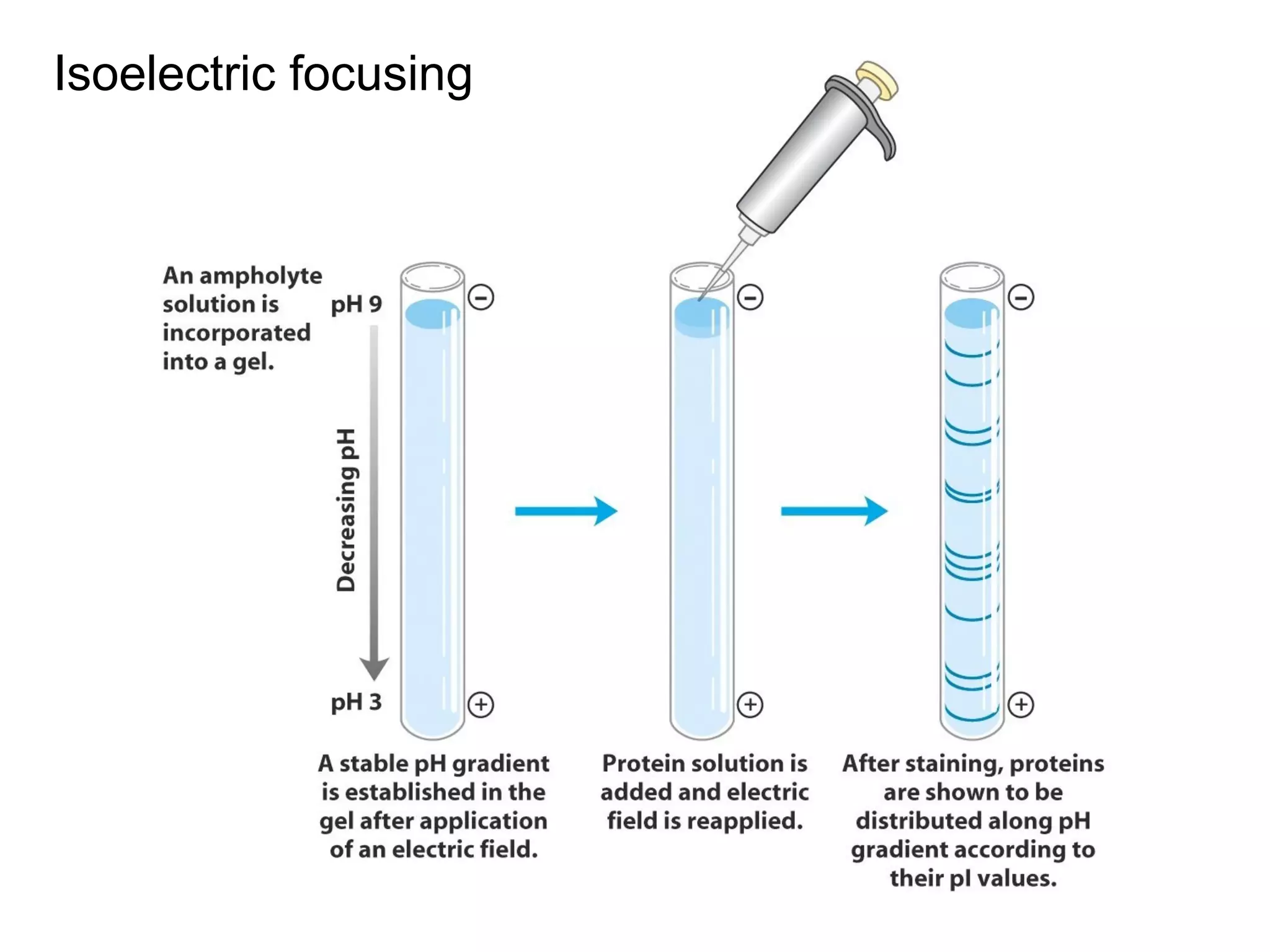 Isoelectric focusing 
 