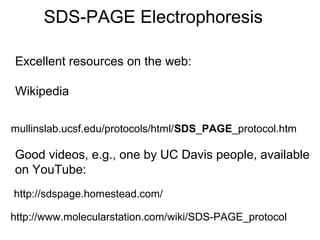 SDS-PAGE Electrophoresis 
Excellent resources on the web: 
Wikipedia 
mullinslab.ucsf.edu/protocols/html/SDS_PAGE_protocol.htm 
Good videos, e.g., one by UC Davis people, available 
on YouTube: 
http://sdspage.homestead.com/ 
http://www.molecularstation.com/wiki/SDS-PAGE_protocol 
 
