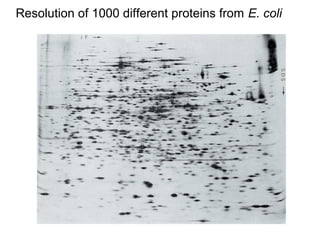 Resolution of 1000 different proteins from E. coli 
 