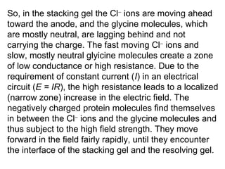 So, in the stacking gel the Cl- ions are moving ahead 
toward the anode, and the glycine molecules, which 
are mostly neutral, are lagging behind and not 
carrying the charge. The fast moving Cl- ions and 
slow, mostly neutral glyicine molecules create a zone 
of low conductance or high resistance. Due to the 
requirement of constant current (I) in an electrical 
circuit (E = IR), the high resistance leads to a localized 
(narrow zone) increase in the electric field. The 
negatively charged protein molecules find themselves 
in between the Cl- ions and the glycine molecules and 
thus subject to the high field strength. They move 
forward in the field fairly rapidly, until they encounter 
the interface of the stacking gel and the resolving gel. 
 