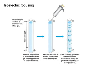 Isoelectric focusing 
 