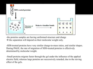 -the proteins samples are having uniformed structure and charge
 the separation will depend on their molecular weight only.
-SDS-treated proteins have very similar charge-to-mass ratios, and similar shapes.
During PAGE, the rate of migration of SDS-treated proteins is effectively
determined by molecular weight.
-Small proteins migrate faster through the gel under the influence of the applied
electric field, whereas large proteins are successively retarded, due to the sieving
effect of the gels.
 