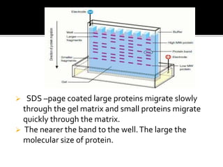  SDS –page coated large proteins migrate slowly
through the gel matrix and small proteins migrate
quickly through the matrix.
 The nearer the band to the well.The large the
molecular size of protein.
 