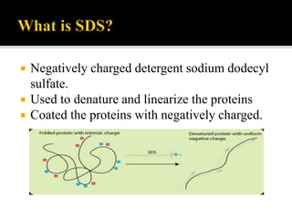  Negatively charged detergent sodium dodecyl
sulfate.
 Used to denature and linearize the proteins
 Coated the proteins with negatively charged.
 
