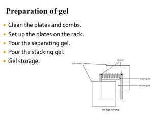 Preparation of gel
 Clean the plates and combs.
 Set up the plates on the rack.
 Pour the separating gel.
 Pour the stacking gel.
 Gel storage.
 