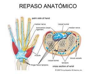 REPASO ANATÓMICO
 