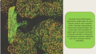 Burada immunoflürosens
görüntüsü doğumdan iki gün
öncəki siçanın süd vəzisinə
aiddir. Burada mioepitelyal
hüceyrələr göstərilmişdir. Bu
hüceyrələr süd kanallarının
epitel qatı ilə bazal membran
arasında yerləşir. Funksiyası
isə laktasiya zamanı yığılaraq
süd xaric olmasını təmin
etməkdir.
 