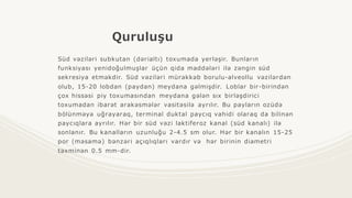 Quruluşu
Süd vəziləri subkutan (dərialtı) toxumada yerləşir. Bunların
funksiyası yenidoğulmuşlar üçün qida maddələri ilə zəngin süd
sekresiya etməkdir. Süd vəziləri mürəkkəb borulu-alveollu vəzilərdən
olub, 15-20 lobdan (paydan) meydana gəlmişdir. Loblar bir-birindən
çox hissəsi piy toxumasından meydana gələn sıx birləşdirici
toxumadan ibarət arakəsmələr vasitəsilə ayrılır. Bu payların ozüdə
bölünməyə uğrayaraq, terminal duktal paycıq vahidi olaraq da bilinən
paycıqlara ayrılır. Hər bir süd vəzi laktiferoz kanal (süd kanalı) ilə
sonlanır. Bu kanalların uzunluğu 2-4.5 sm olur. Hər bir kanalın 15-25
por (məsamə) bənzəri açıqlıqları vardır və hər birinin diametri
təxminən 0.5 mm-dir.
 
