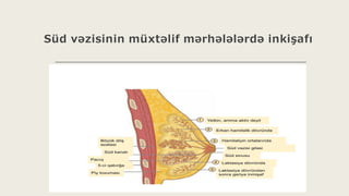 Süd vəzisinin müxtəlif mərhələlərdə inkişafı
 