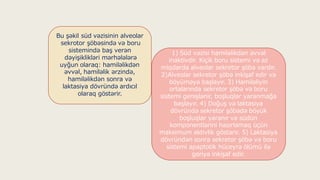 Bu şəkil süd vəzisinin alveolar
sekrotor şöbəsində və boru
sistemində baş verən
dəyişiklikləri mərhələlərə
uyğun olaraq: hamiləlikdən
əvvəl, hamiləlik ərzində,
hamiləlikdən sonra və
laktasiya dövründə ardıcıl
olaraq göstərir.
1) Süd vəzisi hamiləlikdən əvvəl
inaktivdir. Kiçik boru sistemi və az
miqdarda alveolar sekretor şöbə vardır.
2)Alveolar sekretor şöbə inkişaf edir və
böyüməyə başlayır. 3) Hamiləliyin
ortalarında sekretor şöbə və boru
sistemi genişlənir, boşluqlar yaranmağa
başlayır. 4) Doğuş və laktasiya
dövründə sekretor şöbədə böyük
boşluqlar yaranır və südün
komponentlərini hazırlamaq üçün
maksimum aktivlik göstərir. 5) Laktasiya
dövründən sonra sekretor şöbə və boru
sistemi apaptotik hüceyrə ölümü ilə
geriyə inkişaf edir.
 