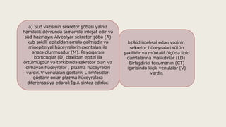 b)Süd istehsal edən vəzinin
sekretor hüceyrələri sütün
şəkillidir və müxtəlif ölçüdə lipid
damlalarına malikdirlər (LD).
Birləşdirici toxumanın (CT)
içərisində kiçik venulalar (V)
vardır.
a) Süd vəzisinin sekretor şöbəsi yalnız
hamiləlik dövründə tamamilə inkişaf edir və
süd hazırlayır. Alveolyar sekretor şöbə (A)
kub şəkilli epiteldən əmələ gəlmişdir və
mioepitelyal hüceyrələrin çıxıntaları ilə
əhatə olunmuşdur (M). Paycıqarası
borucuqlar (D) daxildən epitel ilə
örtülmüşdür və tərkibində sekretor olan və
olmayan hüceyrələr , plazma hüceyrələri
vardır. V venulaları göstərir. L limfositləri
göstərir onlar plazma hüceyrələrə
diferensasiya edərək İg A sintez edirlər.
 