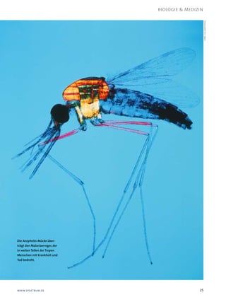 BIologIEMEDIzIN




                                                     Corbis / Eva-Maria PasiEka




Die Anopheles-Mücke über-
trägt den Malariaerreger, der
in weiten Teilen der Tropen
Menschen mit Krankheit und
Tod bedroht.




WWW.SPEKTRUM.DE                                25
 