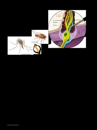 Analyse der Geruchsrezeptoren
  Forscher identifizierten bei Stechmücken eine kleine Gruppe
  von Rezeptoren, die spezifisch auf menschliche Geruchsstoffe
  reagieren. Hierfür testeten sie zahllose Duftstoffe, einen nach            Geruchsmolekül                             Elektrode
  dem anderen, gegen jeden einzelnen Rezeptor.                              Rezeptor

                                                                             Borste




                                                                                                                                              TOMMy MOORMAn
  ➊  Ein Geruchsrezeptorgen aus einer Stechmücke
  wird in eine rezeptorlose Riechnervenzelle einer
  Fruchtfliegenmutante eingeschleust.
                                                                           Nervenzelle mit
                                                                          eingeschleustem
                                                                                Gen



                                           Fruchtfliege                                 Signal
                                                                                         zum
                                                                                      Gehirn



                                                                    ➋  Das übertragene Gen bringt die Nervenzelle dazu, einen bestimm­
                                                                    ten Rezeptortyp zu produzieren. Dieser bindet nur Geruchsmoleküle
                                                                    passender Struktur. Während des Tests wird ein Duftstoff nach dem
                        Anopheles­Mücke                   Gen       anderen der Fliege präsentiert. Dabei gelangen die Moleküle durch fei­
                                                                    ne Poren in die Borste, die das Neuron umhüllt. Bindet ein Duftstoff an
                                                                    den Rezeptor, sendet das Neuron ein Signal ans Gehirn. Mittels einer
                                                                    Elektrode lässt sich dieses Signal registrieren.




handelte. Dazu hatten wir im Erbgut der Stechmücke nach             dass wir eine breite Palette von Substanzen testen konnten.
DNA-Sequenzen gesucht, die denen der Rezeptorgene von               Wir verpflanzten die 79 potenziellen Rezeptorgene aus Ano-
Fruchtfliegen glichen. Doch würde der Transfer eines dieser         pheles in nackte Fliegenneurone; 50 der entsprechenden Mo-
Gene in das nackte Fruchtfliegenneuron wirklich zur Produk-         leküle erwiesen sich in unserem Versuchsaufbau als funk-
tion des entsprechenden Moskitogeruchsrezeptors in der              tionsfähig. Gegen diese setzten wir unsere 110 Duftstoffe ein,
Fliege führen? Immerhin trennen rund 250 Millionen Jahre            insgesamt gab es also 5500 Duftstoff-Rezeptor-Kombinatio-
Evolution die beiden Spezies!                                       nen zu testen – eine ganze Menge Arbeit.
    Die Spannung war daher groß, als wir einen ersten Versuch
mit einer Serie von Duftstoffen und einem Rezeptorgen aus           Spezialisten für menschlichen Schweiß
der Anopheles-Mücke unternahmen. Unser Versuchsaufbau               Auf diese Weise identifizierten wir mehrere Rezeptoren, die
enthielt einen Lautsprecher, der bei Feuern des Neurons eine        nur auf einen oder wenige Duftstoffe stark reagierten. Gera-
dichte Abfolge von Klicks produzieren würde. Enttäuschen-           de diese sehr spezialisierten Rezeptoren interessierten uns
derweise blieb alles still. Wir mussten daher annehmen, dass        besonders. Denn wir gingen von der Überlegung aus, dass
der Riechrezeptor aus der Stechmücke im Fliegenneuron               Moskitos ganz bestimmte Substanzen präzise und in ge-
nicht funktioniert.                                                 ringsten Mengen erkennen müssen – nämlich solche, die
    Doch Elissa Hallem gab nicht auf und testete unverdros-         eine mögliche Blutquelle anzeigen. Dazu benötigen sie hoch-
sen weitere Duftproben. Als sie bei einer Verbindung namens         spezifische Rezeptoren. Tatsächlich stellte sich heraus, dass
4-Methylphenol angekommen war, begann der Lautsprecher              die meisten dieser schmalbandigen Antennen auf Bestand-
förmlich zu kreischen. Wir fanden später heraus, dass 4-Me-         teile des menschlichen Schweißes reagierten.
thylphenol, das ein wenig nach getragenen Sportsocken                  Auch der erste von Elissa Hallem getestete Rezeptor, der
riecht, eine Komponente des menschlichen Schweißes ist.             stark auf 4-Methylphenol angesprochen hatte, gehörte dazu:
Wir hatten also eine Methode gefunden, jene Düfte zu iden-          Von den 110 Geruchsstoffen lösten nur wenige andere eine
tifizieren, die Riechrezeptoren der Moskitos erregen.               vergleichbare Erregung aus. Ein weiterer Rezeptor reagierte
    Daraufhin studierten wir eingehend die Literatur zu             sehr selektiv auf Octenol (1-Octen-3-ol), einen Bestandteil
menschlichen Düften und wählten für die folgenden Unter-            menschlicher und tierischer Gerüche. Es übt auf bestimmte
suchungen 110 weitere Verbindungen aus – viele davon Be-            Moskitospezies eine starke Anziehungskraft aus, unter an-
standteile von menschlichem Schweiß. Dabei bezogen wir              derem auch auf Culex pipiens, eine Stechmückenart, die in
Duftstoffe mit unterschiedlichster Molekülstruktur ein, so          US-amerikanischen Hausgärten verbreitet ist und das West-


WWW.SPEKTRUM.DE                                                                                                                              37
 