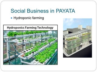 Social Business in PAYATA
 Hydroponic farming
 