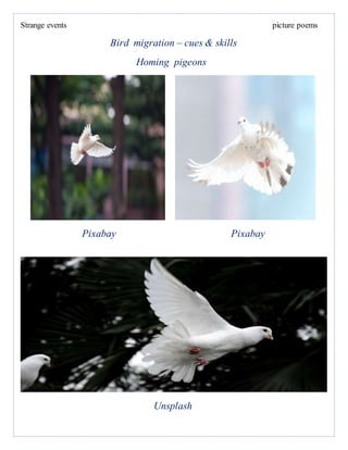 Strange events picture poems
Bird migration – cues & skills
Homing pigeons
Pixabay Pixabay
Unsplash
 