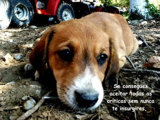 Se consegues aceitar todas as críticas sem nunca te insurgires,  