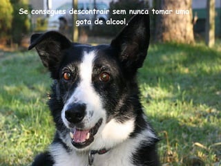 Se consegues descontrair sem nunca tomar uma gota de alcool,   