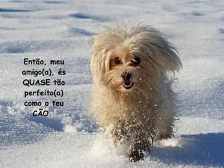 Então, meu amigo (a) , és QUASE tão perfeito (a)  como o teu CÃO.  