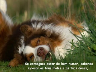 Se consegues estar de bom humor, sabendo ignorar os teus males e as tuas dores,  