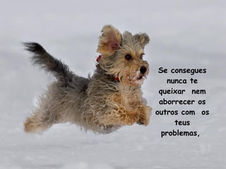 Se consegues nunca te queixar  nem aborrecer os outros com  os teus problemas,  