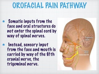 OROFACIAL PAIN PATHWAY
Somatic inputs from the
face and oral structures do
not enter the spinal cord by
way of spinal nerves.
Instead, sensory input
from the face and mouth is
carried by way of the ﬁfth
cranial nerve, the
trigeminal nerve.
 