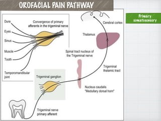 Primary
somatosensory
OROFACIAL PAIN PATHWAY
 