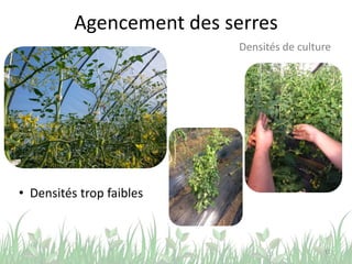 Agencement des serres
11
Densités de culture
• Densités trop faibles
 