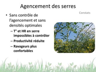 Agencement des serres
• Sans contrôle de
l’agencement et sans
densités optimales
– T° et HR en serre
impossibles à contrôler
– Productivité réduite
– Ravageurs plus
confortables
13
Constats
 