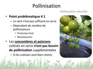 Pollinisation
• Point problématique # 1
– Le vent n’est pas suffisant en serre
– Dépendant du nombre de
pollinisateurs
• Printemps froid
• Moustiquaires
• Les concombres et poivrons
cultivés en serre n’ont pas besoin
de pollinisation supplémentaire
– Si les cultivars sont bien choisis
22
Pollinisation naturelle
 