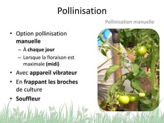 Pollinisation
• Option pollinisation
manuelle
– À chaque jour
– Lorsque la floraison est
maximale (midi)
• Avec appareil vibrateur
• En frappant les broches
de culture
• Souffleur
23
Pollinisation manuelle
 